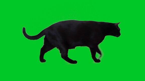 4k黑猫在绿色屏幕上行走