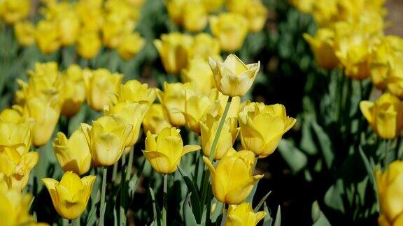 在夏天的时候可以看到一排排的黄色郁金香