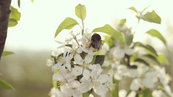 花上的大黄蜂