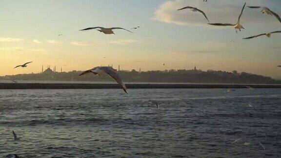带着伊斯坦布尔的风景飞离海鸥