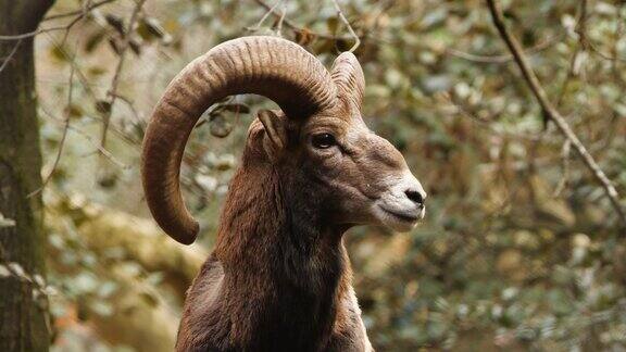 长着大角的野生公羊原始自然中的动物森林中的mouflon野生羊