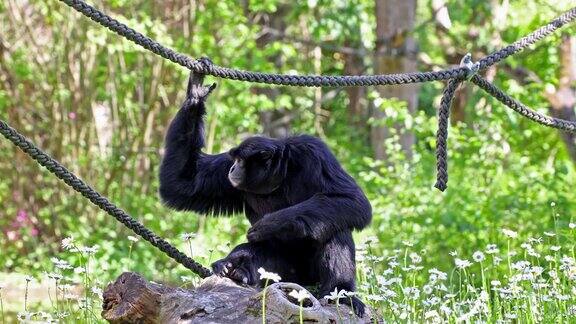 暹罗是一种树栖黑毛长臂猿原产于马来西亚、泰国和苏门答腊岛的森林