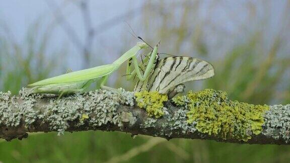 绿色螳螂坐在树枝上吃着抓来的大蝴蝶欧洲螳螂(mantisreligiosa)和稀有燕尾蝴蝶(Iphiclidespodalirius)微距镜头