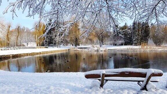 这是城市公园的第一场雪鸭子们在结冰的池塘上玩耍长凳上覆盖着雪