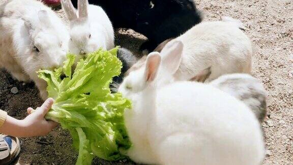 可爱的毛茸茸的兔子吃莴苣