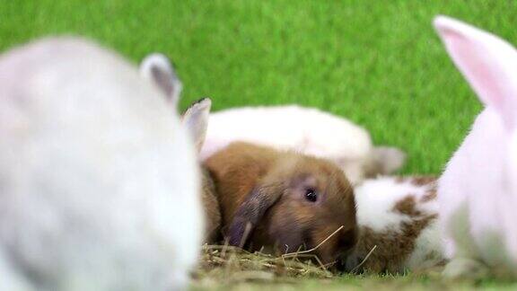 幸福兔子吃玻璃和胡萝卜在草地上的背景