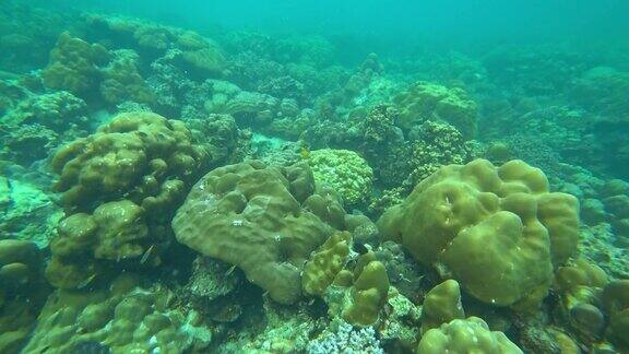 泰国安达曼海的珊瑚和鱼4千块