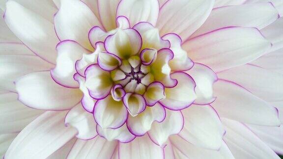 盛开的花紫色和白色大丽花宏观特写
