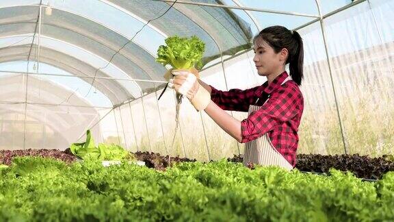 一位正在采摘水培蔬菜的女农民有机蔬菜在农场水培蔬菜在温室种植