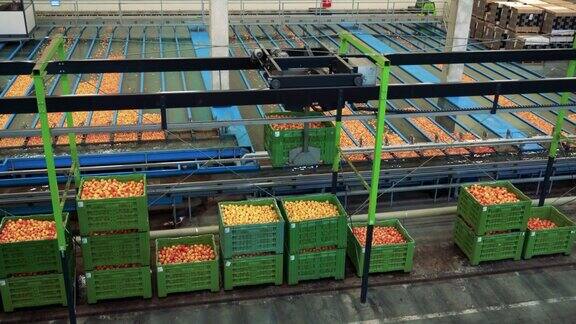 苹果在大型水果包装工厂接受和加工然后分销到市场
