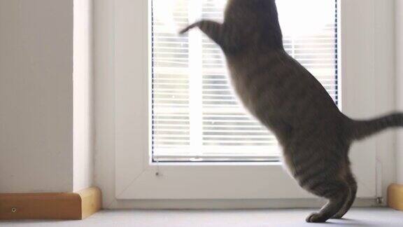 猫在窗户上跳
