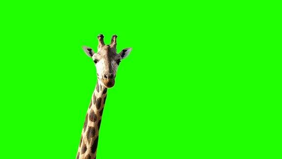 一只好奇的长颈鹿看着绿色屏幕上的摄像机