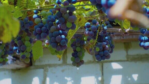 农业小生意葡萄藤上挂着一串串成熟的葡萄特写镜头