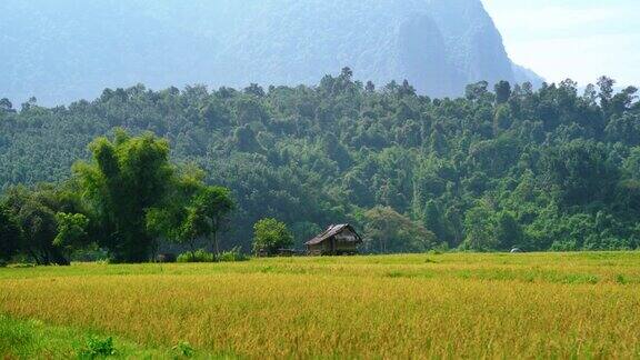 追踪稻田中间的小木屋背景是雄伟的山脉