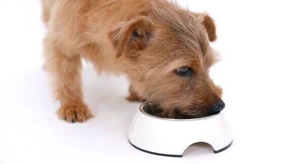 诺福克梗狗吃4K食物