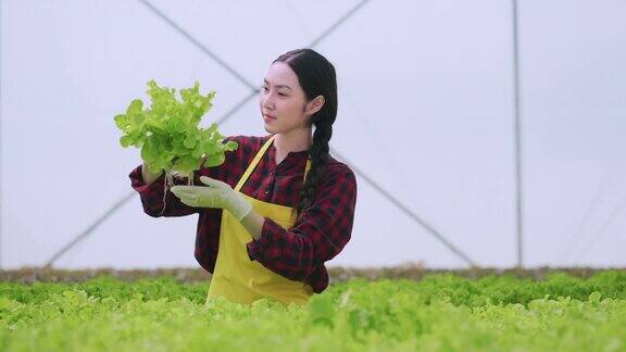 亚洲小业主温室水培农场业主手握新鲜蔬菜收获绿色产品以愉悦和幸福的理念种植有机蔬菜和健康食品