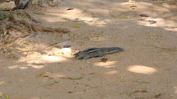 花栗鼠在公园里奔跑寻找食物近距离