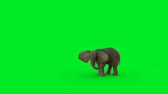 3D大象动画在绿色屏幕的背景和超逼真的渲染