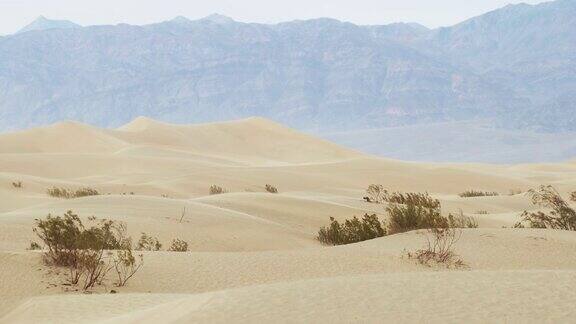 死亡谷国家公园:牧豆树平原沙丘