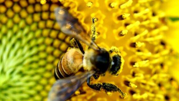 蜜蜂和向日葵花粉