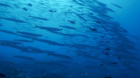 海下成群游动的黑鳍梭鱼