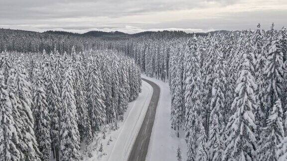 空中的雪道穿过冬天的云杉林