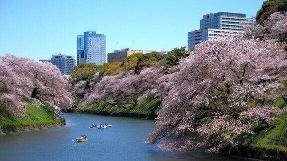日本东京公园里的樱花慢镜头