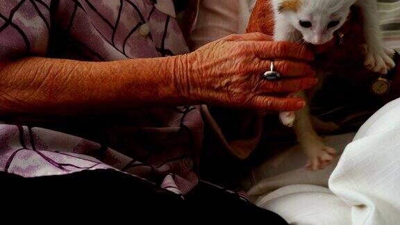 老年妇女在退休之家扶手椅上抚摸小猫4k