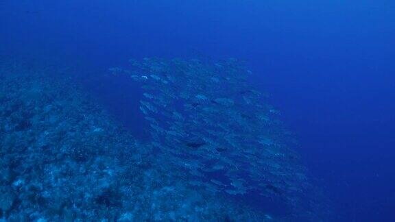 深海暗礁中的大型鲹鱼群