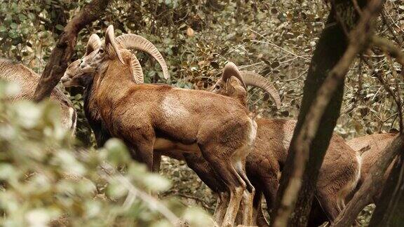 长着大角的野生公羊原始自然中的动物森林中的mouflon野生羊