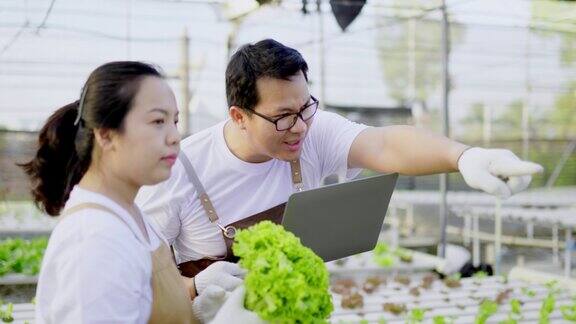 亚洲农民夫妇检查有机水培蔬菜种植农场