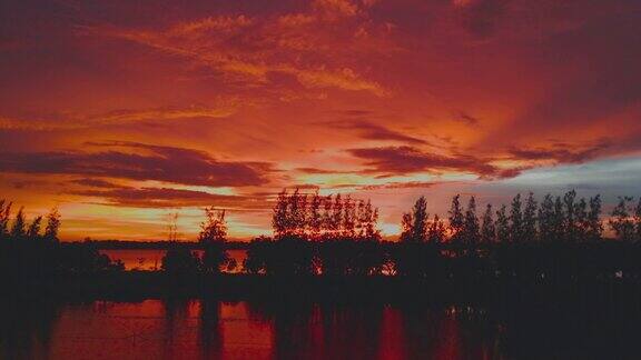 红色美丽的日落天空在松树平移拍摄