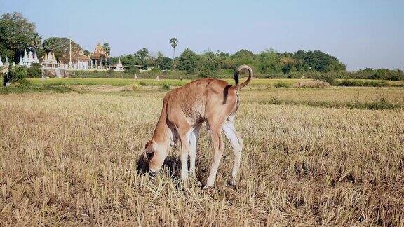 在干燥的稻田里小便的棕色小牛