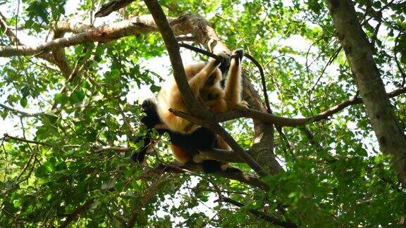 在自然背景的高树上的猴子家族动物