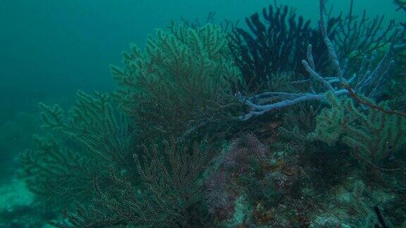 海底珊瑚礁日本