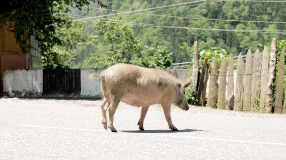 猪在路上走乔治亚