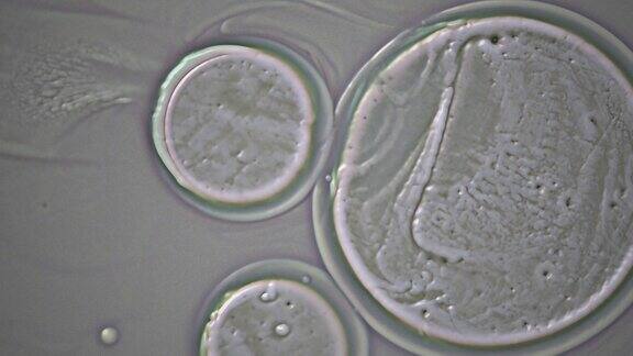 通过显微镜背景看到的人体细胞
