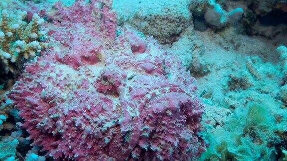 粉红石鱼躺在珊瑚上的特写镜头礁石鱼(疣石鱼)慢镜头摄像机向前移动