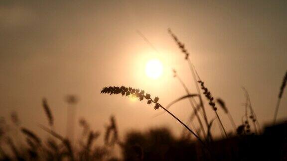 夕阳草风秋日草地在乡村美丽的日落金色的草地美丽的自然植物阳光户外闪耀乡村景观自然植物景作物景早上农村