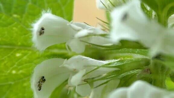 在植物茎上爬行的小昆虫