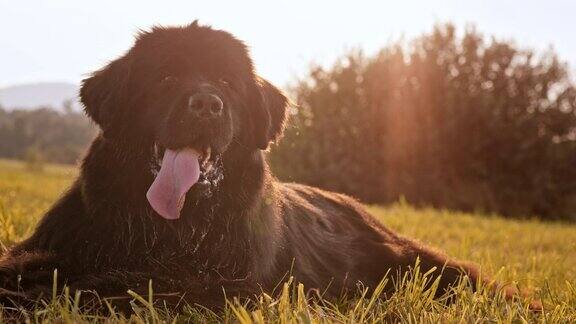 在阳光明媚的草地上的一只黑色纽芬兰狗的肖像