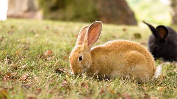红色和黑色的兔子在夏天的草地上吃绿草