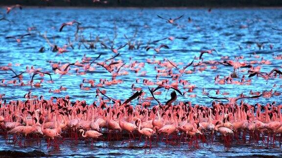 小火烈鸟小凤凰鸟飞行组从水中起飞在肯尼亚的博戈里亚湖殖民地慢镜头4K