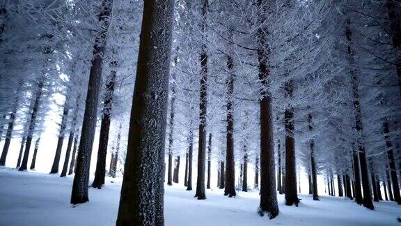 雄伟的冬天森林