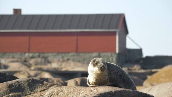 灰色的海豹躺在海边的岩石上挥动着它的鳍打着哈欠
