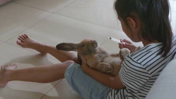 一个亚洲女孩在客厅里给她的宠物兔子喂药液
