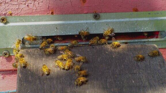 在一个阳光明媚的夏天蜜蜂飞进了木制的蜂巢的入口