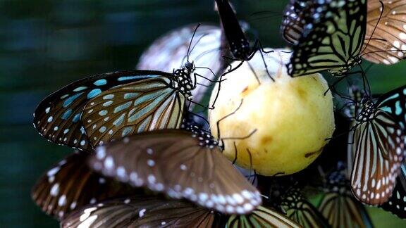 美丽的蝴蝶正在吃香蕉4K