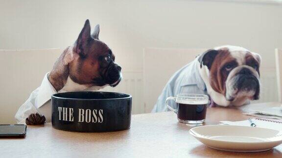 两只狗在办公室的会议室里喝着咖啡吃着零食