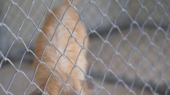 无家可归的小狗狗在笼子里找到出路慢镜头